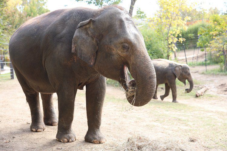 Rani, 27-year-old Asian elephant, dies after dog, apparently lost, runs loose at St. Louis Zoo